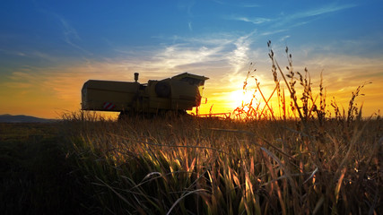 Fototapeta premium Farmer combining wheat, rice at sunset