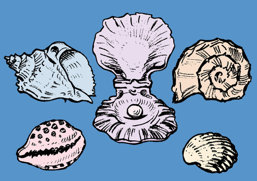 A set of the various sea shells