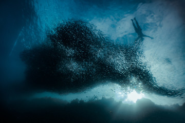 Skin diving with a school of sardines in a shallow water
