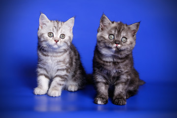 Studio photography of a scottish fold shorthair tortie cat on colored backgrounds