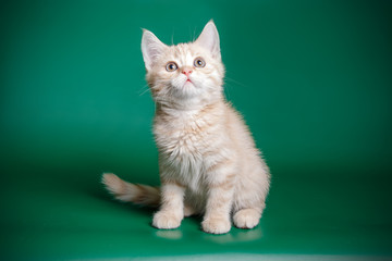 Studio photography of a scottish fold shorthair tortie cat on colored backgrounds