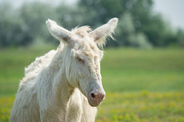 portrait of a dozily white donkey - special breeding - Burgenland Austria