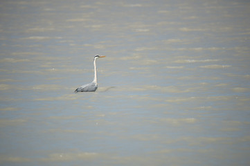 Obraz premium grey heron standing in the Neusiedler Lake foraging for food - Burgenland Austria