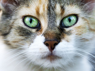 Bengal cat with green eyes, beautiful pet, portrait