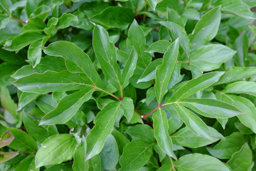 Paeonia, Sword Dance