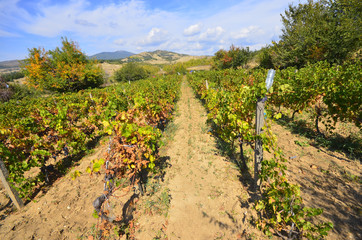 Row of beautiful grape yard with mountain at background