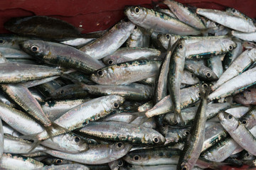 Obraz premium Fresh fisherman's catch through a fish net