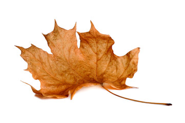 Autumn maple leaves isolated on white background.
