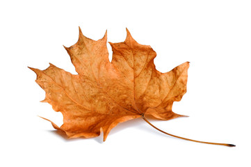 Autumn maple leaves isolated on white background.
