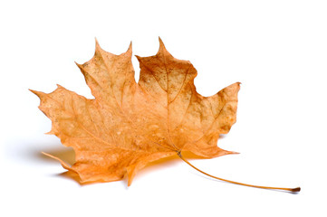 Autumn maple leaves isolated on white background.
