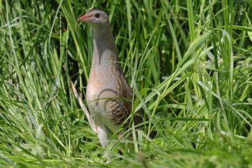 Wachtelkönig