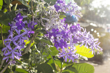 Petrea volubilis in a garden with daylight.