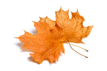 Autumn maple leaves isolated on white background.

