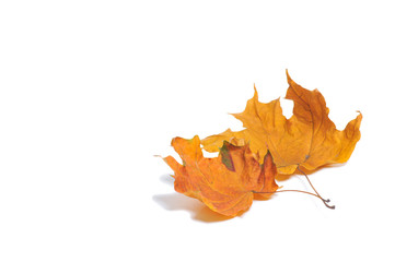 Autumn maple leaves isolated on white background.
