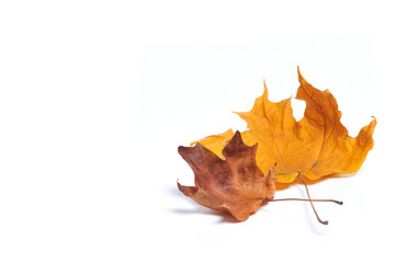 Autumn maple leaves isolated on white background.
