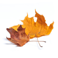 Autumn maple leaves isolated on white background.
