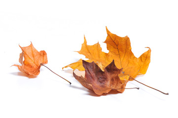Autumn maple leaves isolated on white background.
