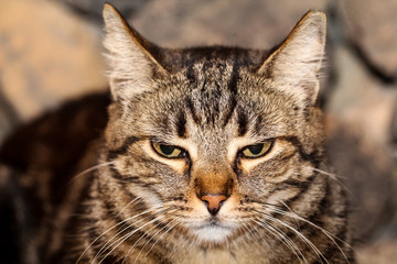 Portrait einer Katze 