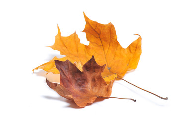 Autumn maple leaves isolated on white background.
