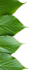 fresh green leaves of a tree on the edge of the frame,white background