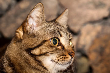 Portrait einer Katze 