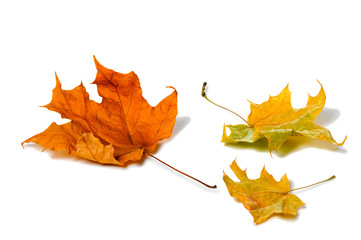 Autumn maple leaves isolated on white background.
