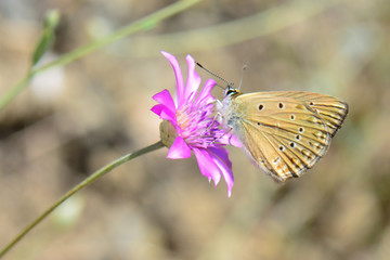Lycaenidae / Anormal Çokgözlü / Anomalous Blue / Polyommatus admetus
