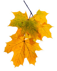 Fototapeta na wymiar Autumn maple leaves isolated on white background.