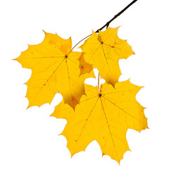Autumn maple leaves isolated on white background.