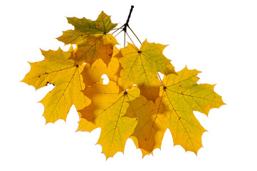 Autumn maple leaves isolated on white background.