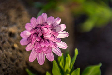 Obraz premium dark purple flower on a dark garden background
