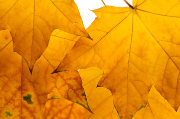 Autumn maple leaves isolated on white background.