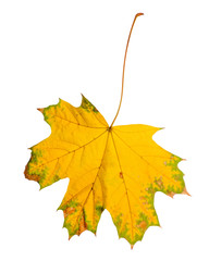 Autumn maple leaves isolated on white background.