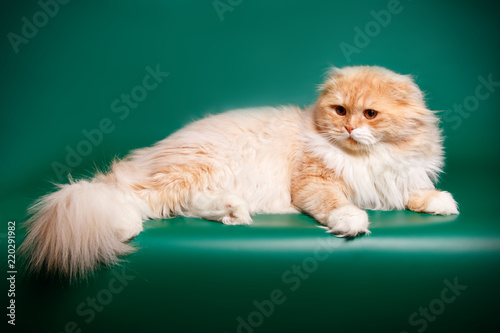 Scottish Fold Longhair Cat On Colored Backgrounds Stock Photo And