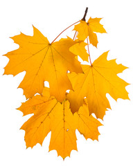 Autumn maple leaves isolated on white background.