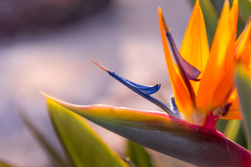 Obraz premium bird of paradise flower detail at sunset