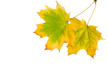 Autumn maple leaves isolated on white background.