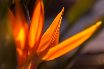 bird of paradise flower detail at sunset