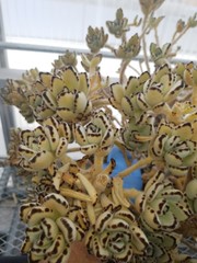 Kalanchoe bunched