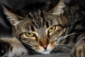 Portrait einer Katze 