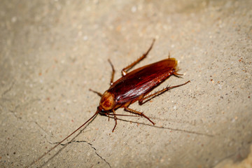 Obraz premium Kakalake an einer Wand