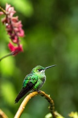 Green-crowned Brilliant Heliodoxa jacula sitting on branch, mountain tropical forest, Waterfalls garden, Costa Rica, bird perching on branch, tiny beautiful blue hummingbird in natural habitat, flower