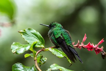 Fototapeta premium Green-crowned Brilliant Heliodoxa jacula sitting on branch, mountain tropical forest, Waterfalls garden, Costa Rica, bird perching on branch, tiny beautiful blue hummingbird in natural habitat, flower