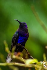 Violet Sabrewing Campylopterus hemileucurus sitting on branch, mountain tropical forest, Waterfalls garden, Costa Rica, bird perching on branch, tiny beautiful blue hummingbird in natural habitat