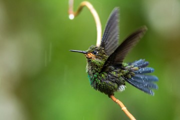green-crowned brilliant, Heliodoxa jacula sitting on branch, bird from mountain tropical forest, Waterfalls garden, Costa Rica, bird sitting in the rain and enjoying shower, wildlife scene