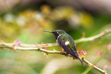 Magenta-throated Woodstar - Calliphlox bryan sitting on flower, bird from mountain tropical forest, Waterfalls garden, Costa Rica, bird perching on flower, enough space in background, tiny bird