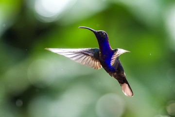 Violet Sabrewing Campylopterus hemileucurus, hovering in the air, garden, mountain tropical forest, Waterfall Gardens La Paz, Costa Rica, bird on green background, beautiful hummingbird