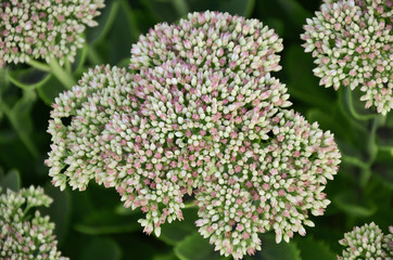 Flower background for your text, multi-colored flowers with white background