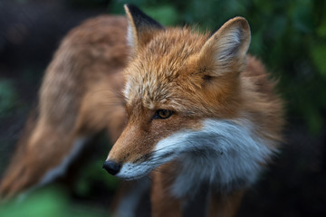 Fuchs Portrait