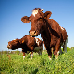 Fototapeta na wymiar Vache au champ en France